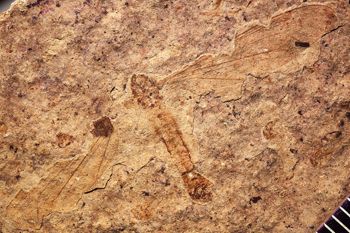 Media type: image;   Entomology PALE-1246